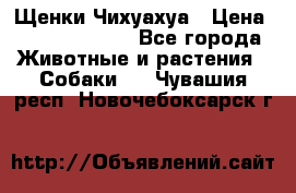 Щенки Чихуахуа › Цена ­ 12000-15000 - Все города Животные и растения » Собаки   . Чувашия респ.,Новочебоксарск г.